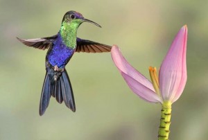 colorful-hummingbirds-21